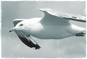 Gull