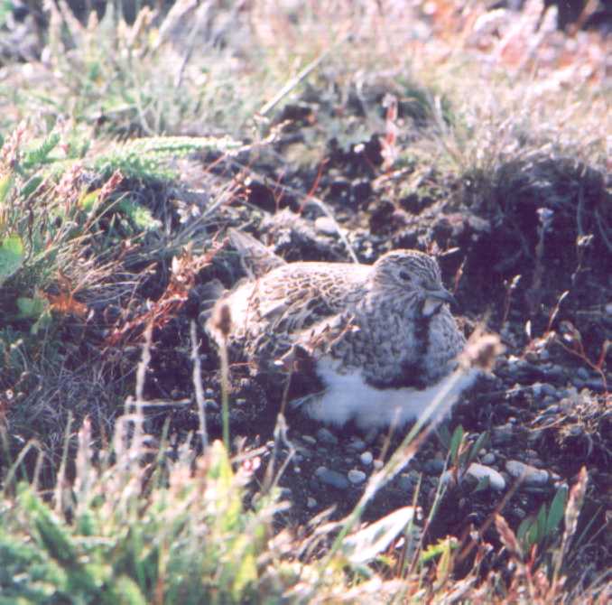 Female least seedsnipe brooding four chicks